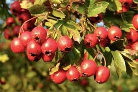 Having ten or twelve branches rising from the base will ensure proper productivity. Types Of Red Berries That Grow On Trees Or Shrubs Identification Guide