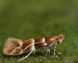 Image result for Phyllonorycter leucographellus