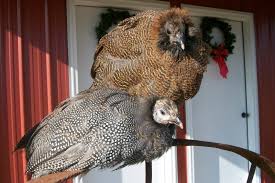 Everything you need to know about guinea hens Guinea Chicken Hybrid Can Chickens And Guineas Breed Backyard Poultry