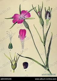 Image result for Agrostemma githago