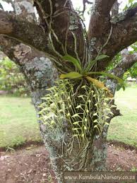 Image result for Mystacidium