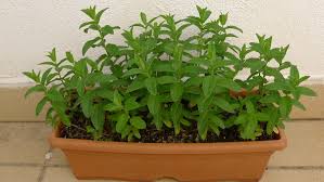 Resultado de imagen para fotos de plantas comestibles en maceta