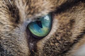 In any animal, penetrating injuries such as cactus spines or a cat scratch may. Eye Inflammation Anterior Uveitis In Cats Petmd