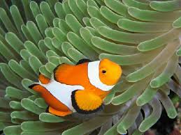 Kết quả hình ảnh cho sên biển