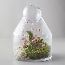 Pin On Terrarium