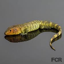 Maybe you would like to learn more about one of these? Juvenile Caiman Lizard For Sale Caiman Lizard Lizard Lizards For Sale