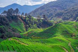 Which is the best tea estate in cameron highlands? Cameron Highlands Malaysia Full Travel Guide Big World Small Pockets