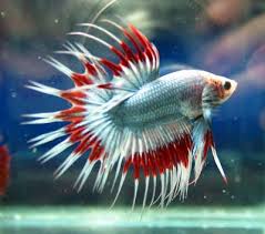 Pin De Thebarefootblondeco Em Love The Bettas Belo Peixe Peixe Recheado Peixe Beta