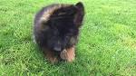 Long Coat German Shepherds - German Shepherd Puppy Breeder ...