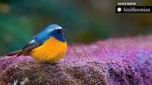 Gli uccelli e gli animali francescani assomigliano davvero a uccelli e animali araldici, non perché fossero favolosi, ma nel senso che erano considerati come realtà, chiare e positive, scevre dalle. Gli Uccelli Che Vivono Ad Alta Quota Hanno Sviluppato Piumini Piu Spessi Greenreport Economia Ecologica E Sviluppo Sostenibile