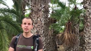 We did not find results for: Washingtonia Palmen Bei Guter Pflege Und Ausreichend Zeit Botanicatus Mallorca Palmen 11 Youtube