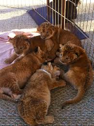 I've heard you can have your picture taken up close and personal with lion cubs at the mgm. Animal Encounters The Nomad Grad