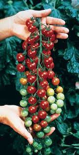 It's probably a good idea to cage or stake sweet 100 to prevent sprawling and to let light into interior clusters. Sweet One Hundred Cherry Tomatoes Sweet Million Sugar Cherry Tomatoes Sun Gold Cherry Tomatoes Yellow Sweet 100 Cherry Tomatoes Edible Garden Tomato Seeds