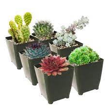 Great book for ideas using cold hardy succulents. Winter Hardy Succulents Pack Types Of Cold Hardy Succulents Caring For Succulents In Winter Succulents Box