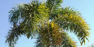 Long, with single seed inside. Tips For Growing Magnificent Foxtail Palms Wodyetia Bifurcata Palms Online Australia