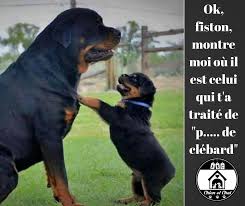 Ok Fiston Montre Moi Ou Il Est Celui Qui T A Traite De P De Clebard Abc Chien Et Chat Chien Chat Chien Chat