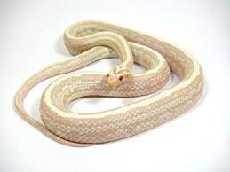 Snow Tessera Corn Snake Corn Snake Snake Cute Reptiles