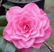 Camellia Japonica April Rose Cold Hardy Growing Roses Camellia Pink Garden