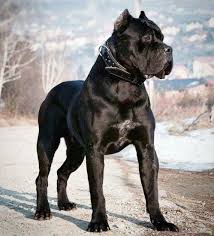 It was recognised as a breed by the ente nazionale della cinofilia italiana in 1949, and accepted by the fédération cynologique internationale in 1956. Cane Corso Dog Cane Corso Dog