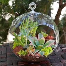 Succulent Terrariums Succulent Terrarium Hanging Succulents Hanging Terrarium