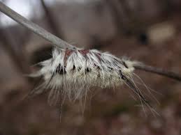 Larvae feed on poplar, willow and birch. Springfield Plateau American Dagger Moth
