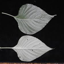 Image result for Justicia scandens