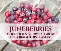 Juneberry, Saskatoon Berry, or Serviceberry? It's all good!