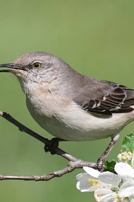 Northern Mockingbird | National Geographic Kids