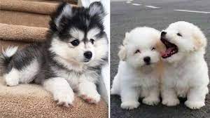 Maybe you would like to learn more about one of these? Cute Baby Animals Videos Compilation Cutest Moment Of The Animals Cutest Puppies 4 Youtube