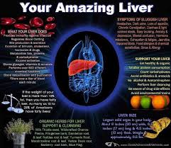 Protect Your Liver Eat Fresh Whole Foods Avoid Sugars And Grains And Take Silymarin From Milkweed Healthy Liver Liver Health Liver Disease