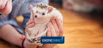Pygmy Hedgehog Setup Exoticdirect