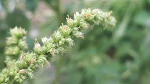Image result for Amaranthus dubius