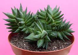 Haworthia Limifolia X Fasciata In 13 Cm Pot Succulents Plants Lithops
