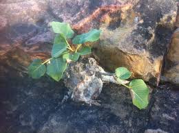 Image result for Ficus abutilifolia