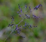 Image result for Eragrostis friesii