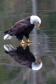 307 Twitter Animals Beautiful Birds Pet Birds