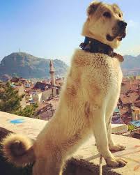 akbas coban kopekleri fotograf indir kangal kopegi akbas kopek