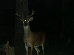 Pin By On Midwestern Gothic Aesthetic Dark Aesthetic Gothic Aesthetic Animals