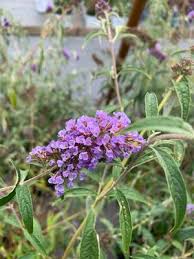 Image result for buddleia davidii