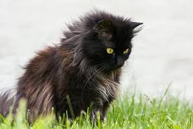 Eating grass tends to make cats vomit, and can pose other health problems to cats. Why Do Cats Eat Grass And Is It Safe Care Com