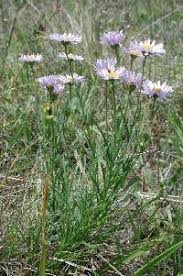 Image result for Heterotis decumbens