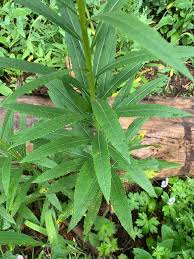 Image result for Senecio ruwenzoriensis