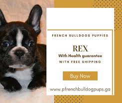 See more ideas about bulldog puppies for sale, puppies, french bulldog for sale. Precious French Bulldog Puppies French Puppies Twitter