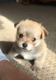 Adorable maltese puppies for adoption contact (334) 357 6330 if you can give this puppy a loving and caring home please contact me now. Maltese Cross Chihuahua Puppies For Sale Online Off 77