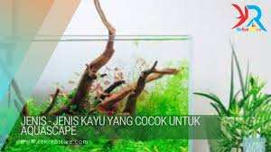 Penggunaan kayu, batu, dan moss sangat cocok digunakan dalam tata letak ini. Jenis Jenis Kayu Yang Cocok Untuk Aquascape Rekreartive