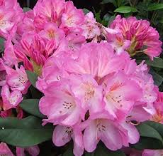 Rhododendron Hardy Hybrid Eucharitis 19cm Pot Size With Images Rhododendron Plants Flowers