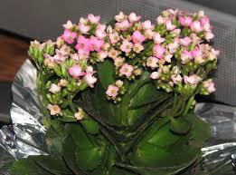 A great landscaping plant with stunning variegated foliage and showy white flowers produced from red cones. Flowering Succulent Plants Is This Small Pink White Flower A Succulent Plant Flowers Forums Planting Succulents Tiny White Flowers Succulents