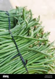 Image result for Vigna