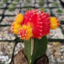 picture of cactus
