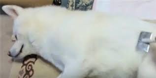 気分スッキリ 秋田犬がブラッシング中に思うこととは いぬのきもちweb magazine 秋田犬 犬 画像 ブラッシング